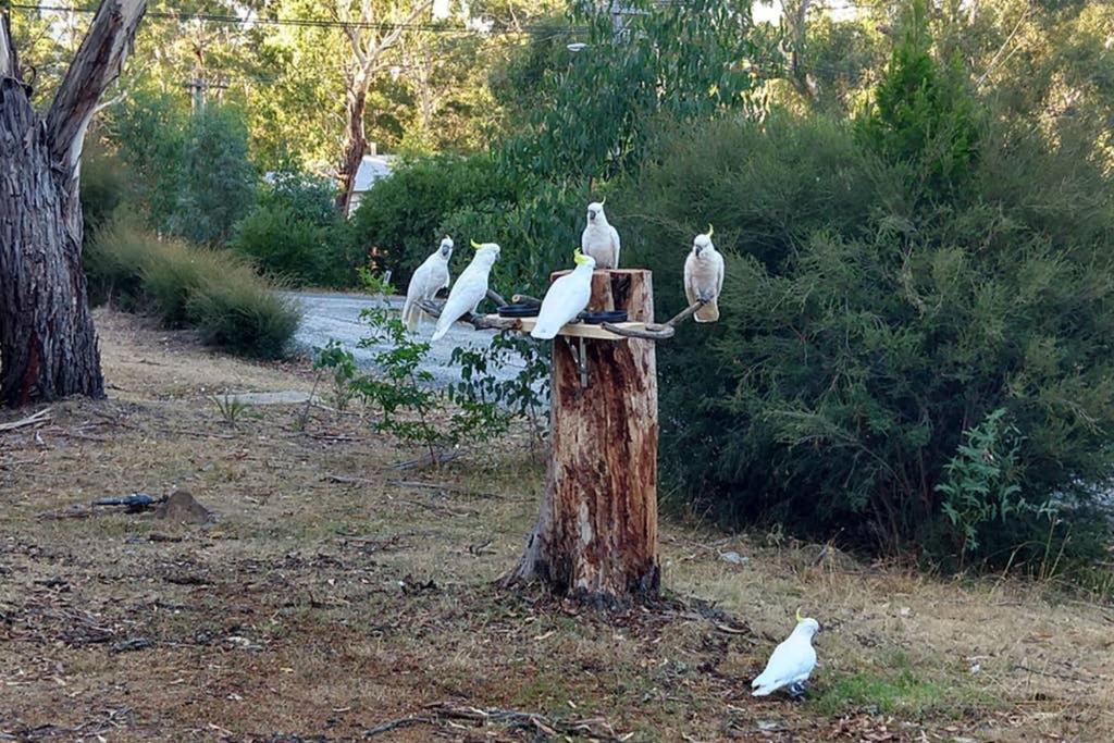 Cockatoo Cabin Halls Gap Kültér fotó