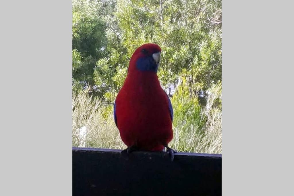 Cockatoo Cabin Halls Gap Kültér fotó