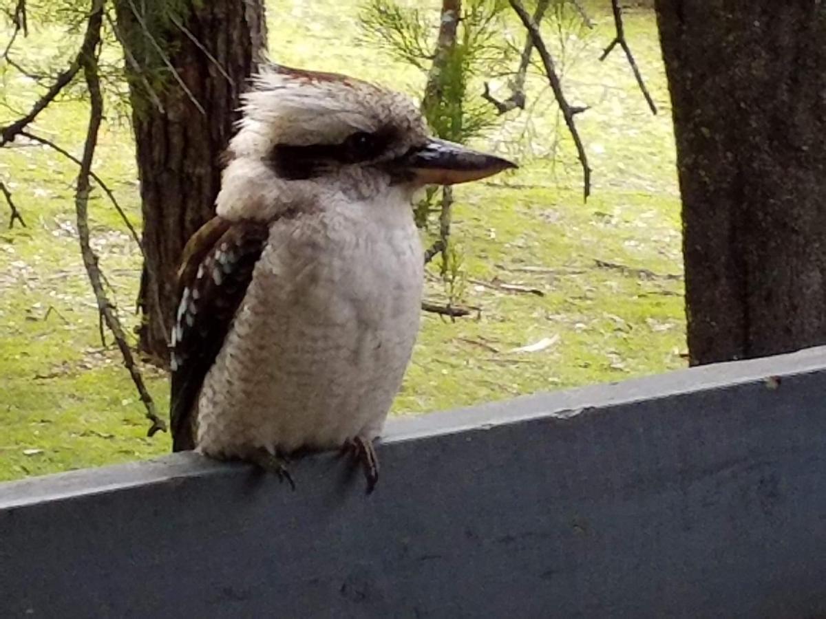 Cockatoo Cabin Halls Gap Kültér fotó