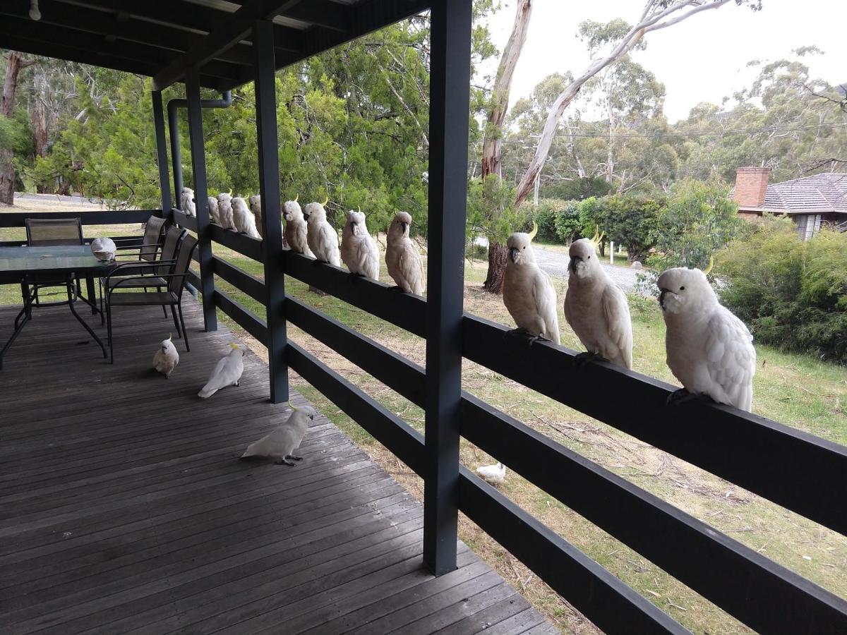 Cockatoo Cabin Halls Gap Kültér fotó